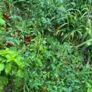 ヒメ日記 2026/08/14 13:14 投稿 るい スイカ