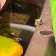 ヒメ日記 2026/08/21 17:18 投稿 るい スイカ