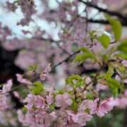 ヒメ日記 2025/03/12 11:00 投稿 みいこ 奥鉄オクテツ東京店（デリヘル市場）