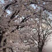 ヒメ日記 2025/04/17 11:58 投稿 天咲澪 五十路マダム 郡山店