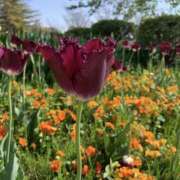 ヒメ日記 2026/04/22 20:30 投稿 天咲澪 五十路マダム 郡山店