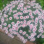 ヒメ日記 2025/06/15 17:43 投稿 みさお 熟女の風俗最終章 所沢店