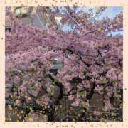 ヒメ日記 2025/03/14 08:53 投稿 桃山 おふくろ