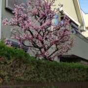 ヒメ日記 2025/03/14 08:29 投稿 弥生 プチマドンナ