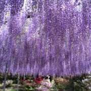 ヒメ日記 2025/04/25 09:04 投稿 弥生 プチマドンナ