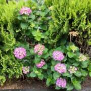 ヒメ日記 2025/05/19 08:54 投稿 弥生 プチマドンナ