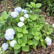 ヒメ日記 2025/05/28 08:58 投稿 弥生 プチマドンナ