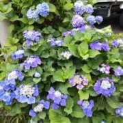 ヒメ日記 2025/06/16 09:30 投稿 弥生 プチマドンナ