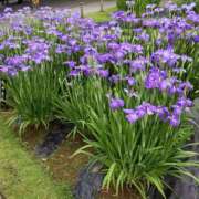 ヒメ日記 2025/06/25 10:39 投稿 弥生 プチマドンナ