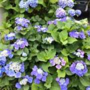 ヒメ日記 2025/07/01 08:22 投稿 弥生 プチマドンナ