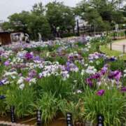 ヒメ日記 2025/07/07 09:57 投稿 弥生 プチマドンナ