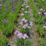 ヒメ日記 2025/06/07 13:13 投稿 ゆきの プチマドンナ