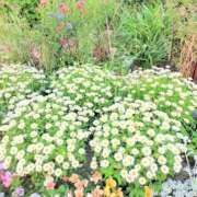 ヒメ日記 2025/04/30 19:55 投稿 ことか 熟女総本店