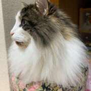 ヒメ日記 2025/02/03 17:38 投稿 ほのか 名古屋Ｍ性感 ルーフ倶楽部