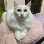 ヒメ日記 2025/03/25 11:39 投稿 ほのか 名古屋Ｍ性感 ルーフ倶楽部