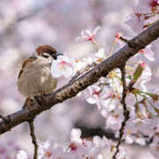 ヒメ日記 2025/03/30 00:19 投稿 ちなみ 奥鉄オクテツ東京店（デリヘル市場）