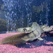 ヒメ日記 2026/01/18 21:15 投稿 松本きょうこ 横浜プロダクション