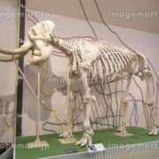 ヒメ日記 2026/02/12 11:56 投稿 松本きょうこ 横浜プロダクション