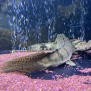 ヒメ日記 2026/02/28 06:26 投稿 松本きょうこ 横浜プロダクション