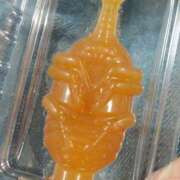 ヒメ日記 2026/03/02 06:00 投稿 松本きょうこ 横浜プロダクション