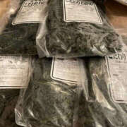 ヒメ日記 2026/03/03 05:28 投稿 松本きょうこ 横浜プロダクション