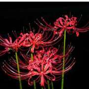 ヒメ日記 2026/03/06 09:36 投稿 松本きょうこ 横浜プロダクション