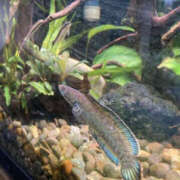 ヒメ日記 2026/03/12 19:21 投稿 松本きょうこ 横浜プロダクション