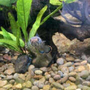 ヒメ日記 2026/03/15 10:45 投稿 松本きょうこ 横浜プロダクション