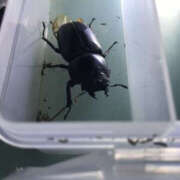 ヒメ日記 2026/03/17 06:30 投稿 松本きょうこ 横浜プロダクション