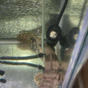 ヒメ日記 2026/03/17 09:57 投稿 松本きょうこ 横浜プロダクション