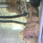 ヒメ日記 2026/03/18 09:36 投稿 松本きょうこ 横浜プロダクション