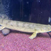 ヒメ日記 2026/03/20 06:15 投稿 松本きょうこ 横浜プロダクション