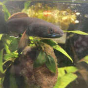 ヒメ日記 2026/03/20 06:35 投稿 松本きょうこ 横浜プロダクション