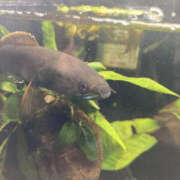 ヒメ日記 2026/03/20 09:30 投稿 松本きょうこ 横浜プロダクション