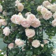 ヒメ日記 2025/06/05 23:38 投稿 きほ 奥様鉄道69 東京店