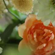 きほ 30日リクエスト 奥様鉄道69 東京店