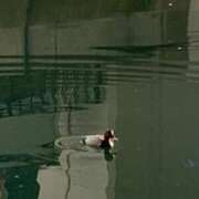 ヒメ日記 2024/12/31 01:30 投稿 涼風はるか 横浜プロダクション