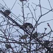 ヒメ日記 2025/02/03 23:09 投稿 涼風はるか 横浜プロダクション