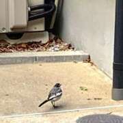 ヒメ日記 2025/03/01 01:00 投稿 涼風はるか 横浜プロダクション