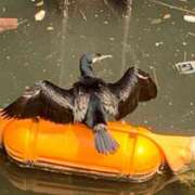 ヒメ日記 2025/03/26 01:45 投稿 涼風はるか 横浜プロダクション