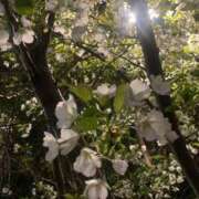 ヒメ日記 2025/03/29 22:28 投稿 涼風はるか 横浜プロダクション