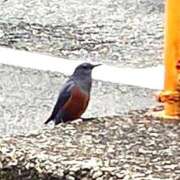 ヒメ日記 2025/04/04 02:00 投稿 涼風はるか 横浜プロダクション