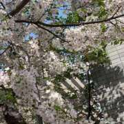 ヒメ日記 2025/04/09 01:30 投稿 涼風はるか 横浜プロダクション