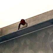 ヒメ日記 2025/04/21 00:10 投稿 涼風はるか 横浜プロダクション