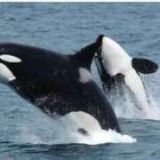 ヒメ日記 2025/04/27 00:30 投稿 涼風はるか 横浜プロダクション