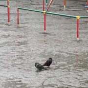 ヒメ日記 2025/05/03 01:15 投稿 涼風はるか 横浜プロダクション