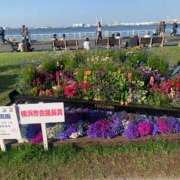 ヒメ日記 2025/05/05 07:14 投稿 涼風はるか 横浜プロダクション