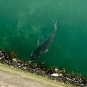 ヒメ日記 2025/06/05 01:30 投稿 涼風はるか 横浜プロダクション