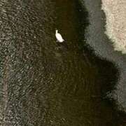 ヒメ日記 2025/06/14 02:00 投稿 涼風はるか 横浜プロダクション