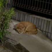 ヒメ日記 2025/06/28 01:34 投稿 涼風はるか 横浜プロダクション